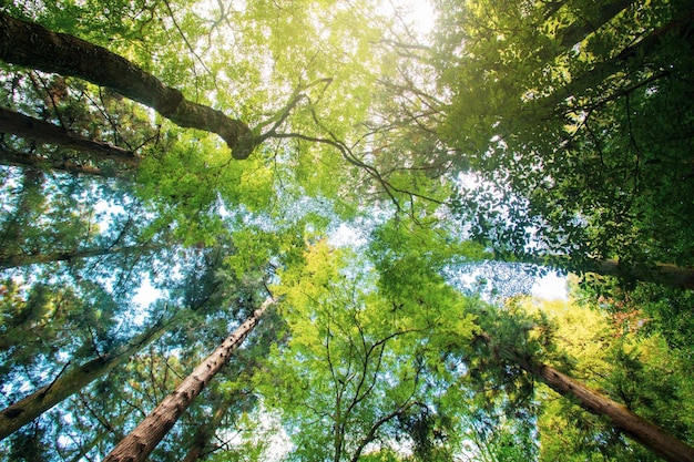 Regardant la forêt en contre-plongée