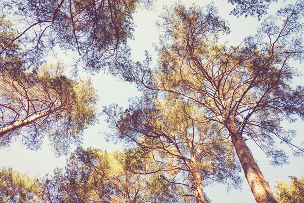 Regardant les pins dans le ciel, fond de forêt d'été