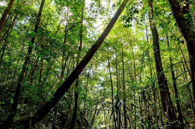 Regardant vers le haut dans la forêt, chemin parmi les arbres dans la forêt.