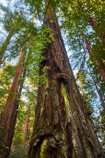 Regardant le vieux séquoia dans la forêt ancienne