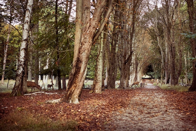 Regarder des cerfs en forêt