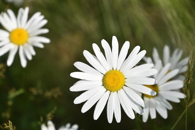 Regarder dans le centre des fleurs sauvages au printemps