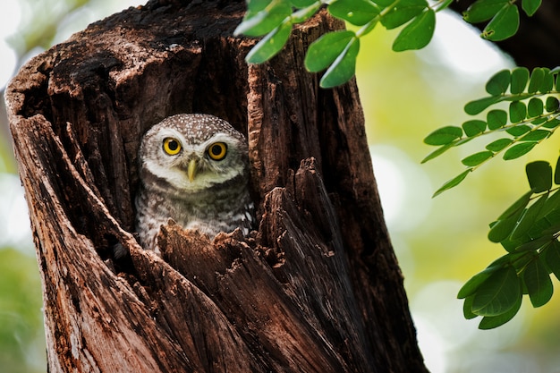 Regarder le hibou dans un trou d'arbre