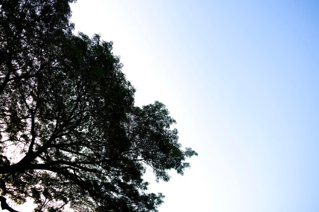 Photo regardez vers le haut de l'arbre de la pluie