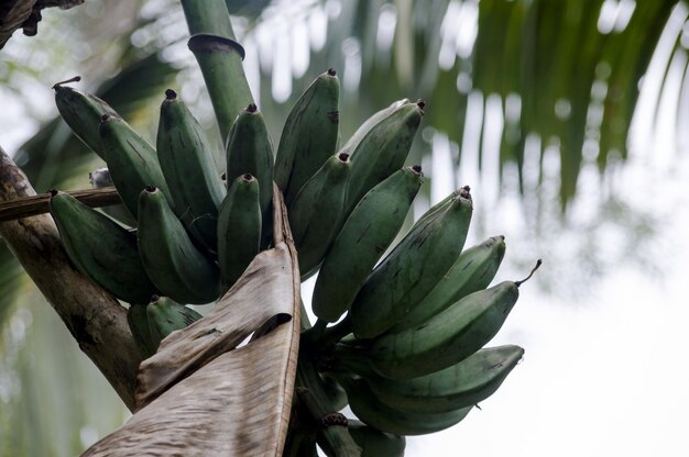 Régime de banane connu sous le nom de pain ou de figue encore verte