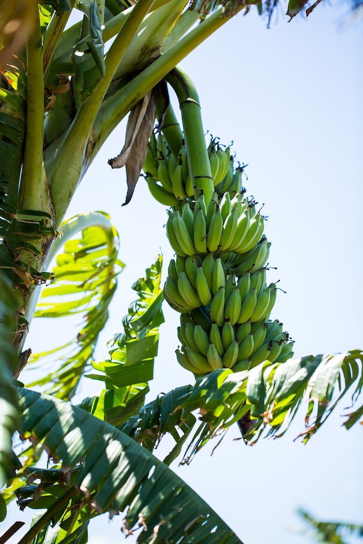 Photo régime de banane sur le palmier