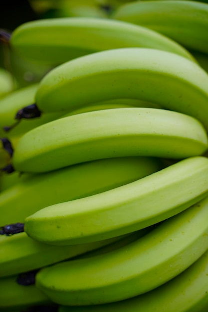 Régime de bananes vertes au champ agricole.