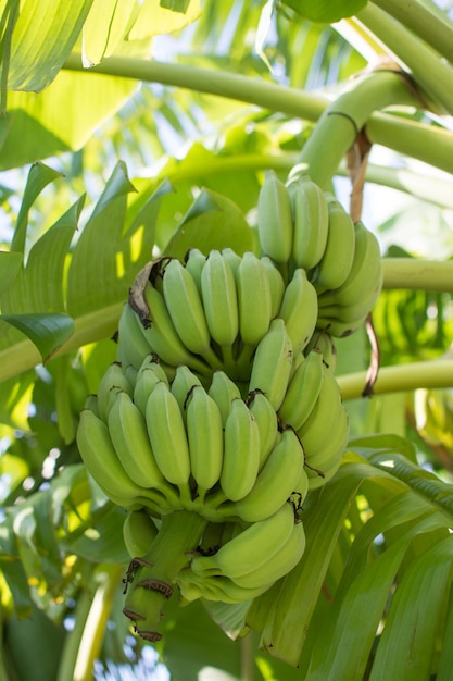 Régime de bananes vertes sur bananier dans le jardin.