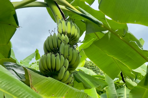 Régime de bananes vertes et jaunes accrochées à un palmier dans une forêt tropicale exotique