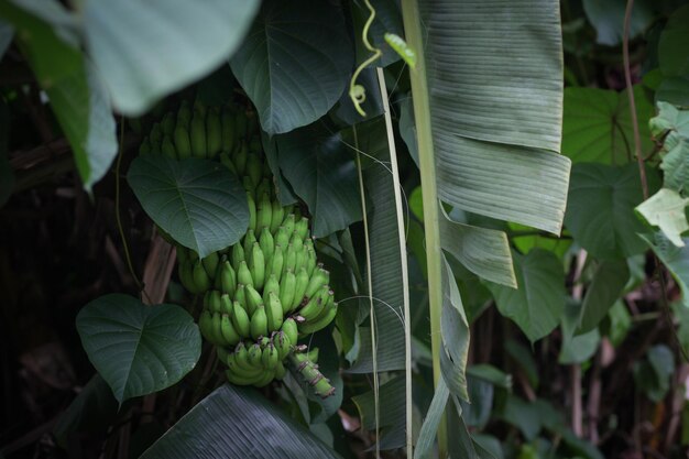 un régime de bananes vertes sur un palmier