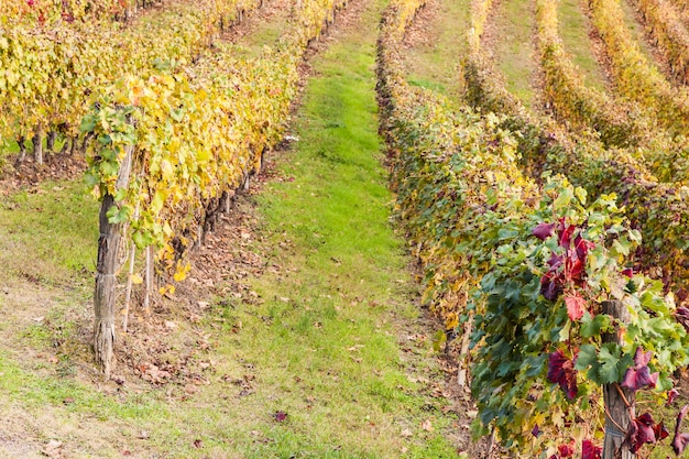 Région du Piémont, Italie : vignoble pendant la saison d'automne