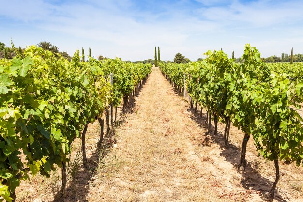 Région Provence dans le sud de la France. Un vignoble parfait en juillet.