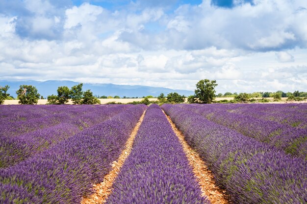 Région Provence, France. Champ de lavande fin juin