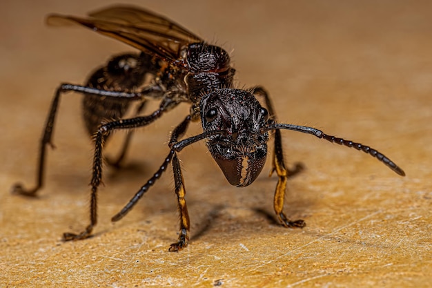 Reine des fourmis adultes