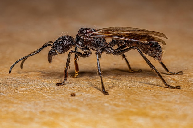 Reine des fourmis adultes