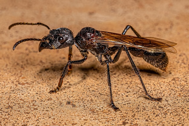 Reine des fourmis adultes