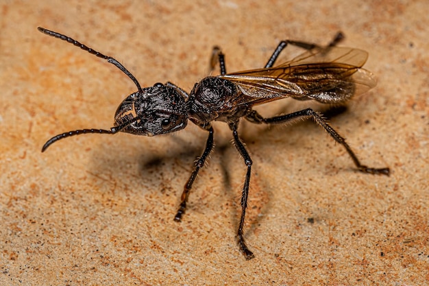 Reine des fourmis adultes