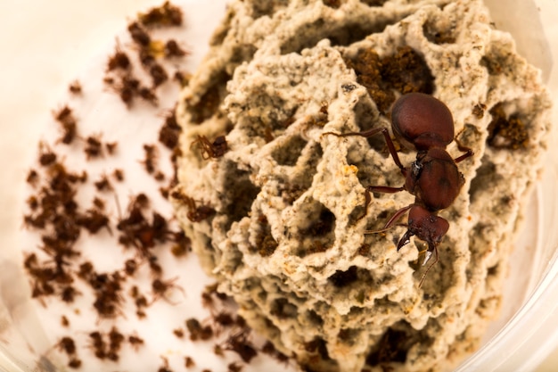 Reine des fourmis dans le nid