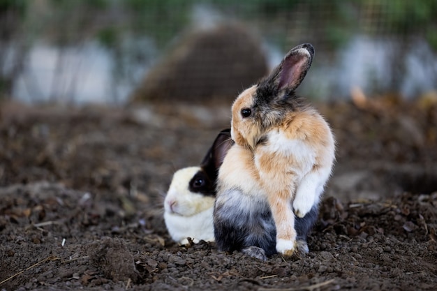 Relaxation du lapin ou posture de repos au zoo