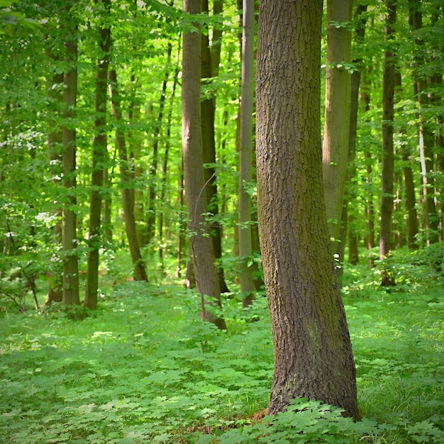 Relaxation nature et méditation pour la santé mentale Forêt de printemps vert Fond coloré naturel dans la forêt de feuillus avec des arbres