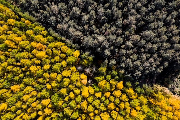 Relevé aérien de la vieille forêt sèche en automne d'en haut