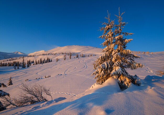 Remontée mécanique de la station alpine avec des sièges allant au-dessus des pistes de ski de montagne au lever du soleil et des bosquets de sapins