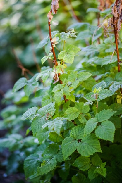 Remorquage de framboisiers dans un jardin urbain.