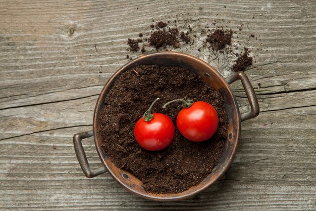 Remorquer la tomate cerise au sol