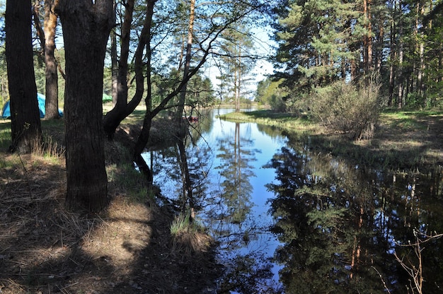 Remous tranquille de la rivière