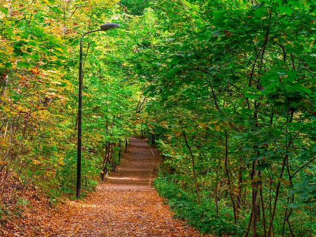 Rempli de feuilles chemin d'automne dans le parc. Moscou.