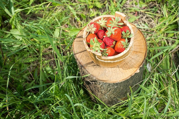 Le remplissage du seau en bois avec des fraises se tient sur l'espace de copie de la vue de dessus de la souche d'arbre