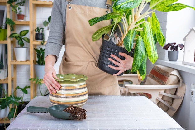 Ingrédients Pour Le Sol Des Plantes En Pot Maison Tourbe Terre Sable Perlite  Vermiculite Noix De Coco Un Mélange Pour Planter Des Plantes Dans Un Pot