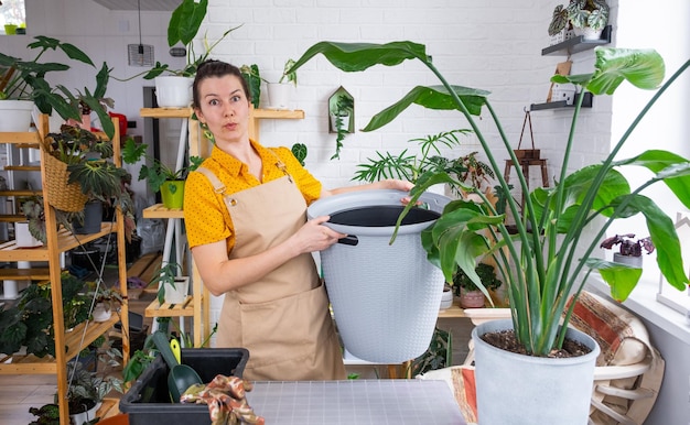 Rempotage de la plante d'origine strelitzia nicolai dans un nouveau pot grand panier à l'intérieur de la maison Femme en tablier surprise par la grande taille Prendre soin d'une plante en pot strelitzia reginae