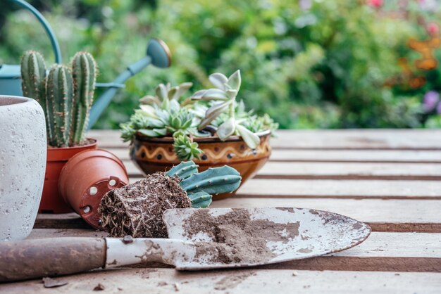 Rempotage des plantes grasses et des cactus dans le jardin familial