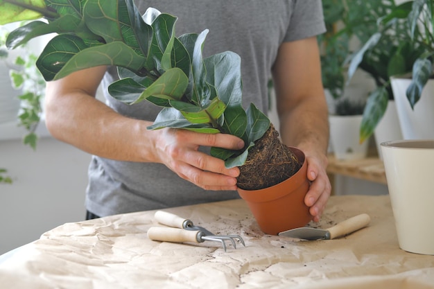 Rempotage de plantes d'intérieur à l'aide de pelles râteaux Transplantation de plantes d'intérieur Ficus lyrata