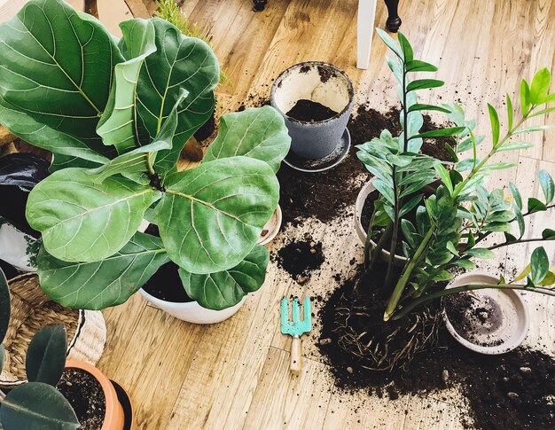 Rempotage de plantes à la maison Ficus Lyrata arbre et plante de zamioculcas au sol avec racines et outils de jardinage Rempotage ou repiquage de plantes Plantes d'intérieur dans une pièce intérieure moderne