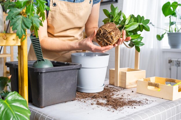 Rempotage de Zamioculcas succulentes de plantes d'intérieur envahies par la végétation avec un morceau de racines et de bulbes dans un nouveau pot plus grand Prendre soin des mains de plantes en pot de femme en tablier maquette