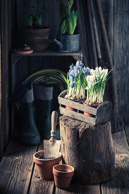 Rempoter une jacinthe dans le chalet en bois rustique