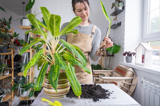 Rempoter une plante d'intérieur aglaonema dans un nouveau pot à l'intérieur de la maison Femme dans un tablier séparer le bébé de la reproduction végétative de la plante mère