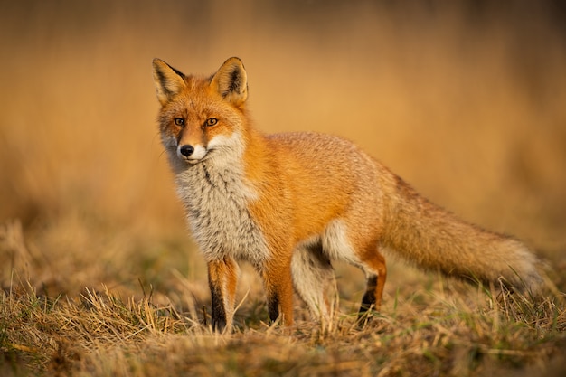 Photo renard adulte sur la nature sauvage