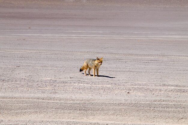 Renard andin de Bolivie. La faune bolivienne