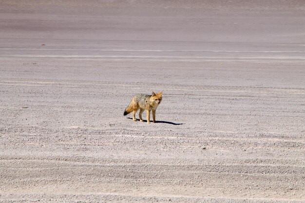 Renard andin de Bolivie. La faune bolivienne