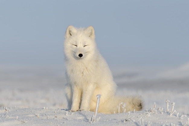 Renard arctique assis en gros plan Renard arctique blanc aux yeux fermés