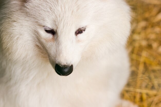 Renard arctique blanc au zoo