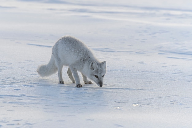 Photo renard arctique dans la toundra sibérienne en hiver.