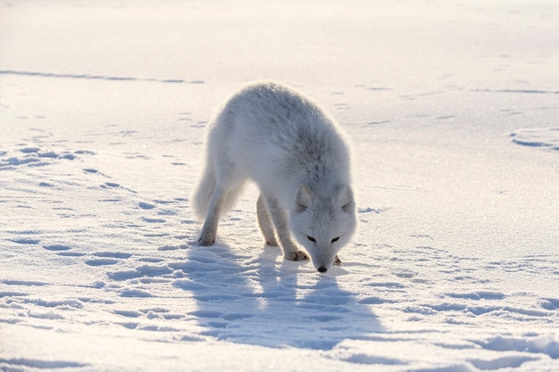 Renard arctique dans la toundra sibérienne en hiver.