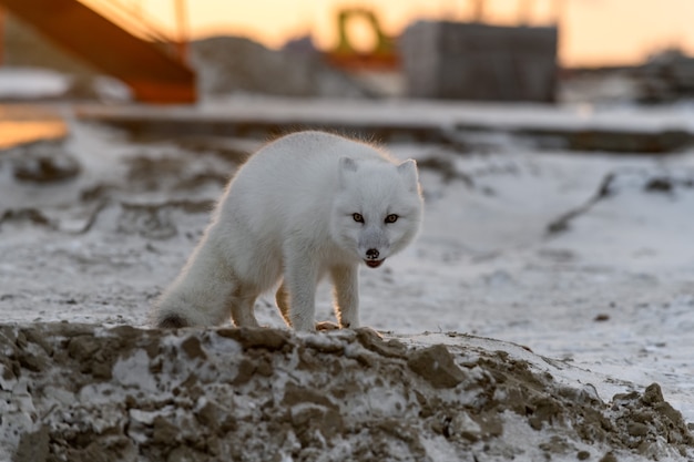 Renard arctique en hiver dans la toundra sibérienne au coucher du soleil.