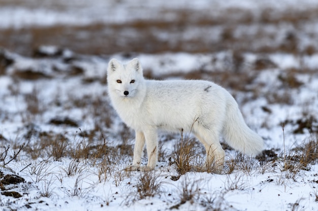 Renard arctique en hiver dans la toundra sibérienne