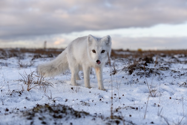 Renard arctique en hiver dans la toundra sibérienne