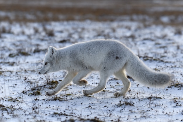 Renard arctique en hiver dans la toundra sibérienne